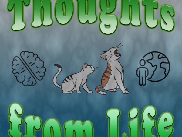 Kitchen Remodel, New Tools, and Outside Cats – Thoughts from August 23,&nbsp;2025